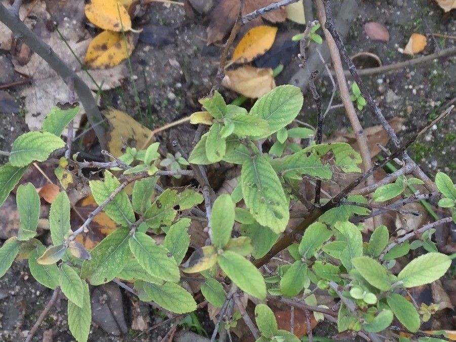 Salix salviifolia leaf