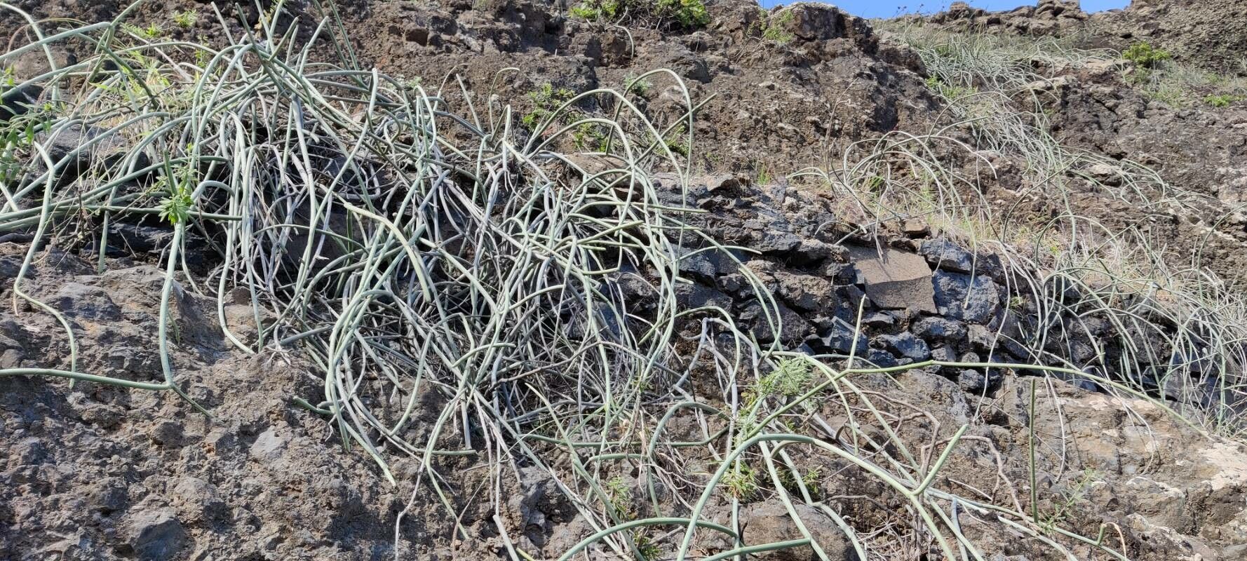 Cynanchum daltonii leaf