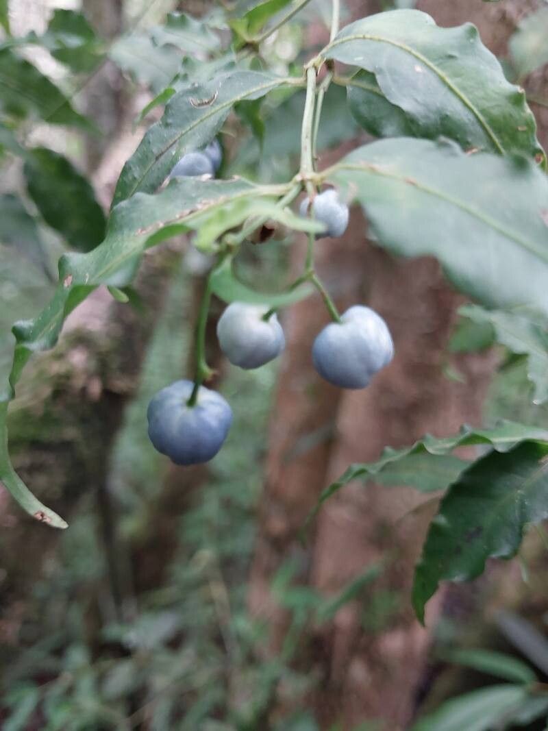 Psychotria andevorantensis fruit
