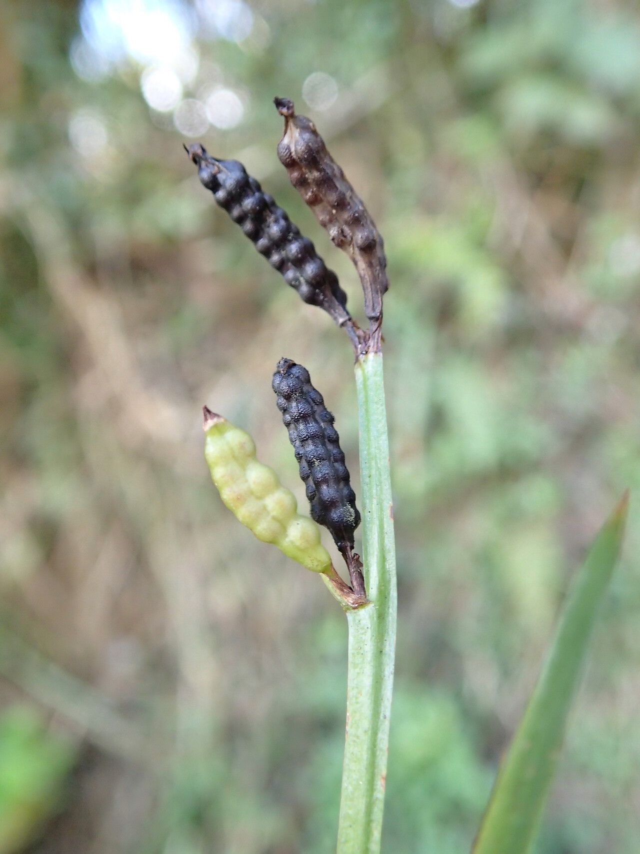 Aristea cladocarpa fruit