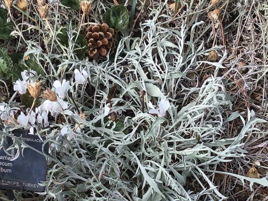 Centaurea tenoreana leaf