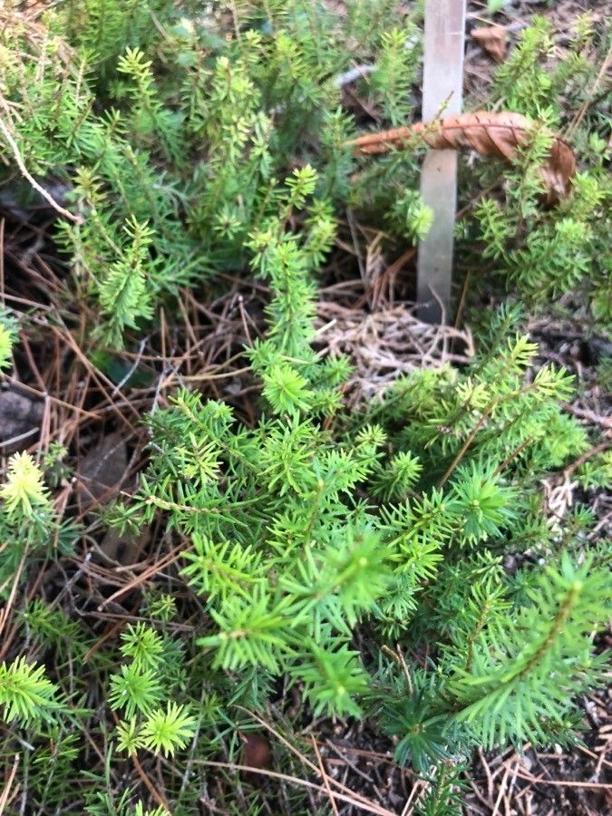 Erica herbacea