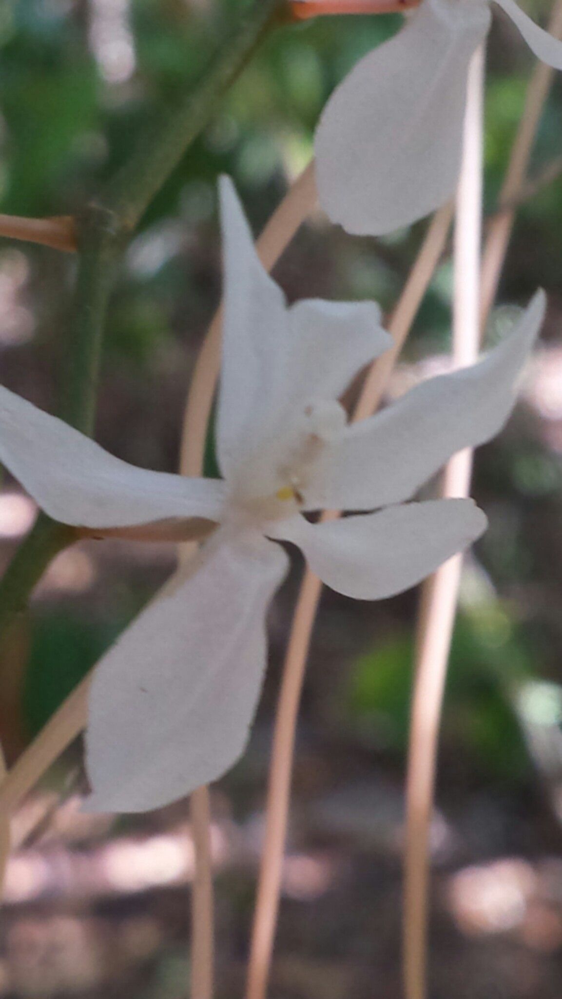 Aerangis mooreana flower