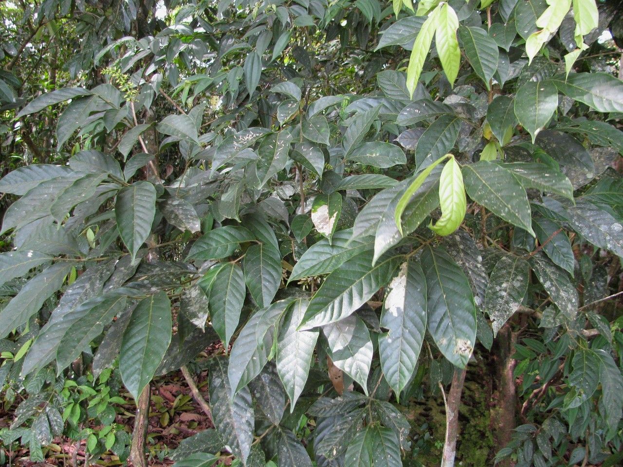 Guarea chiricana — related species from the same genus