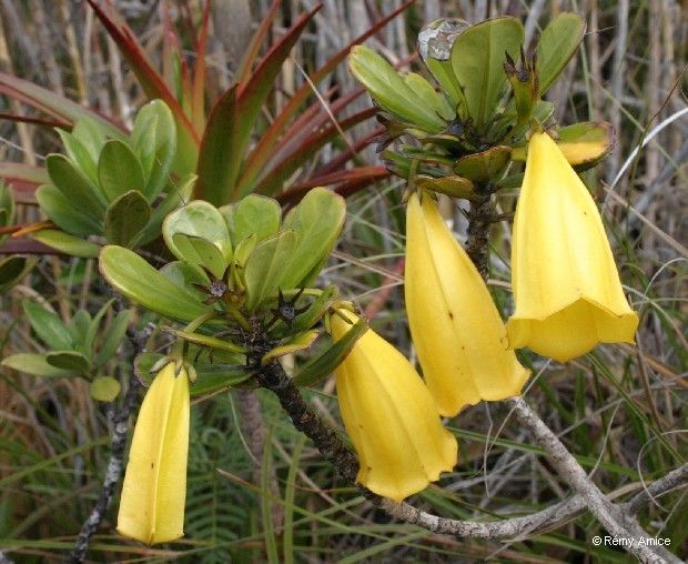 Thiollierea pachyphylla flower