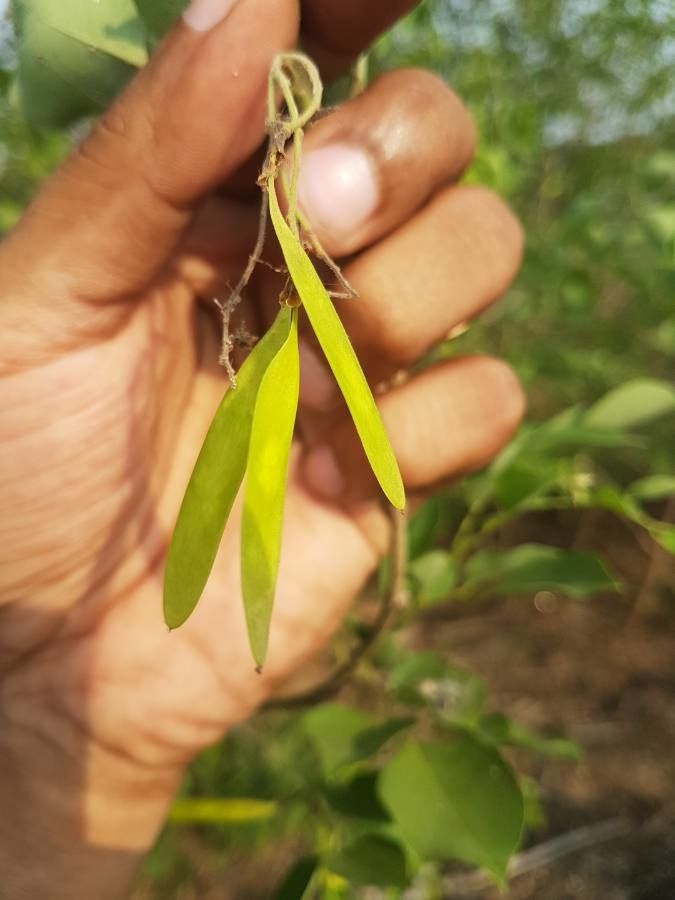 Dalbergia latifolia fruit