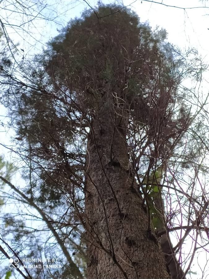 Pouteria guianensis habit