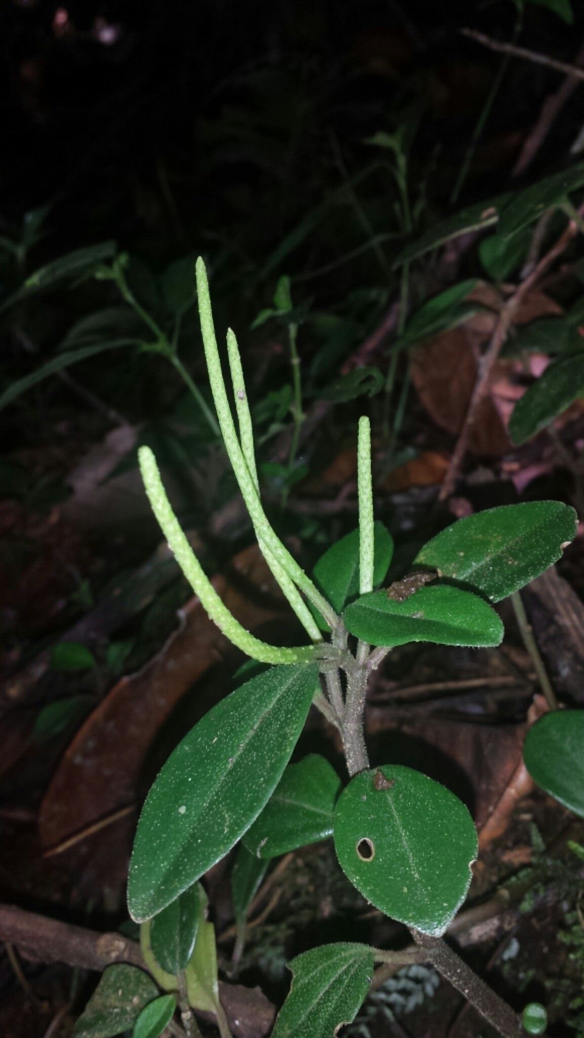 Peperomia mocquerysii fruit