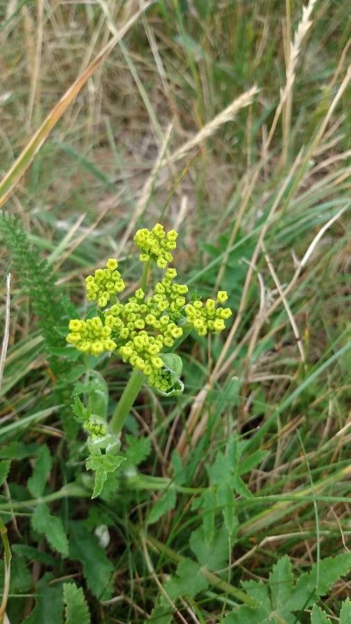 Polytaenia nuttallii flower