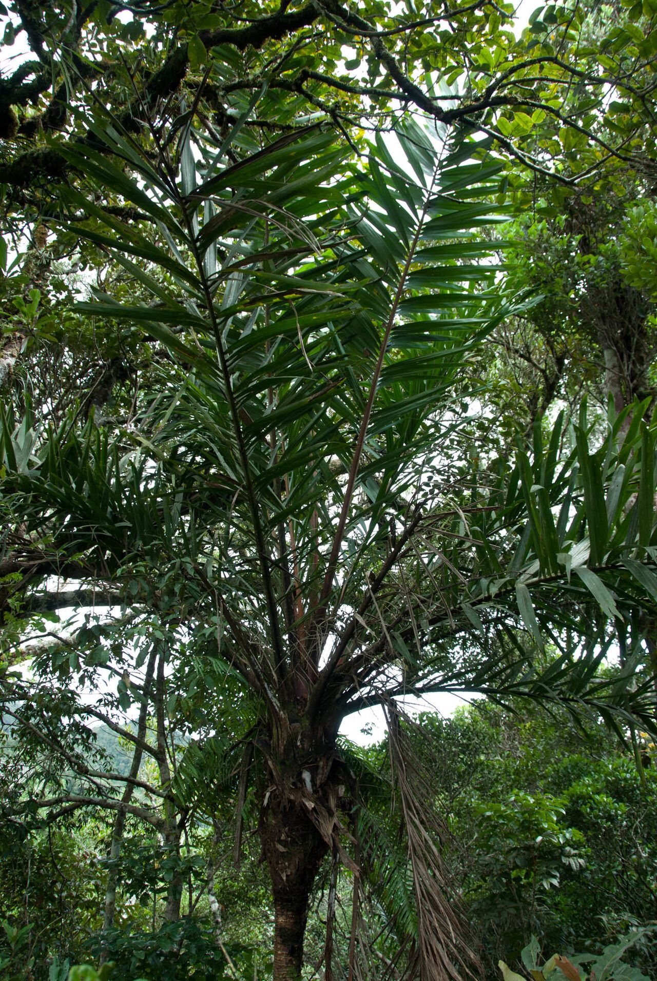 Dypsis marojejyi — search result for 'Dypsis'