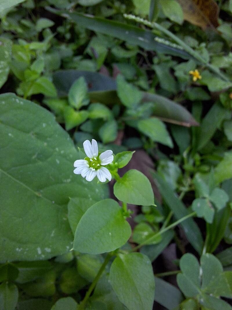 Stellaria cuspidata — search result for 'Stellaria'