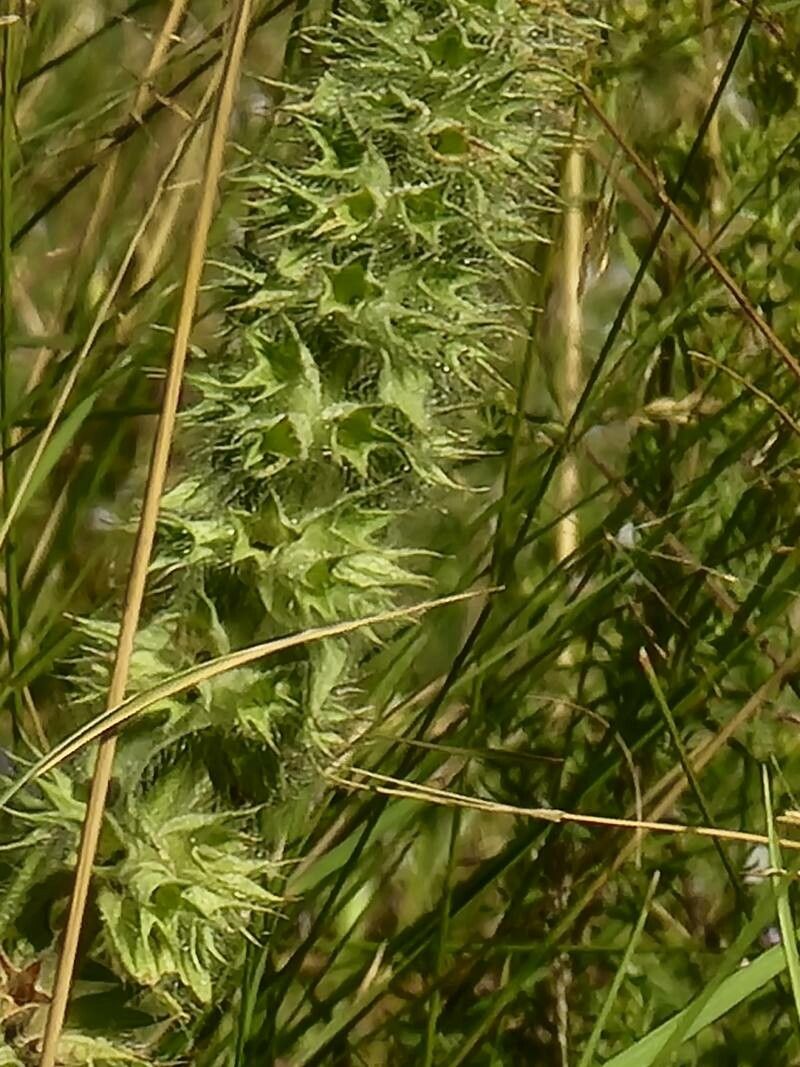 Sideritis montana leaf