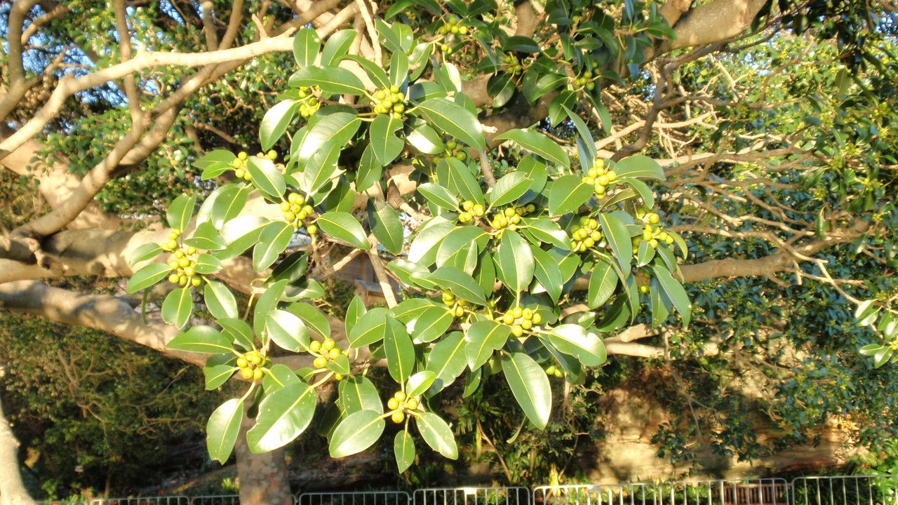 Ficus obliqua — search result for 'Fiji'