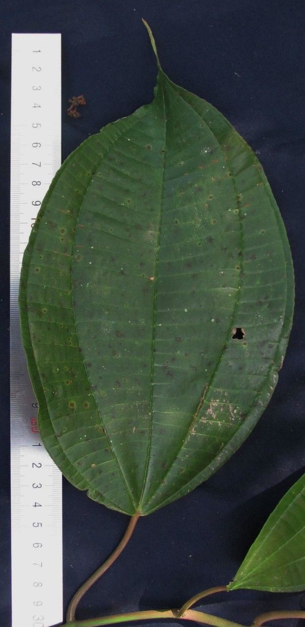 Miconia donaeana leaf