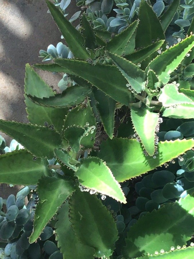 Kalanchoe marnieriana — search result for 'Kalanchoe'