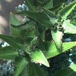 Kalanchoe marnieriana