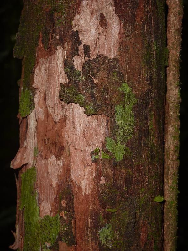 Pouteria aubrevillei bark
