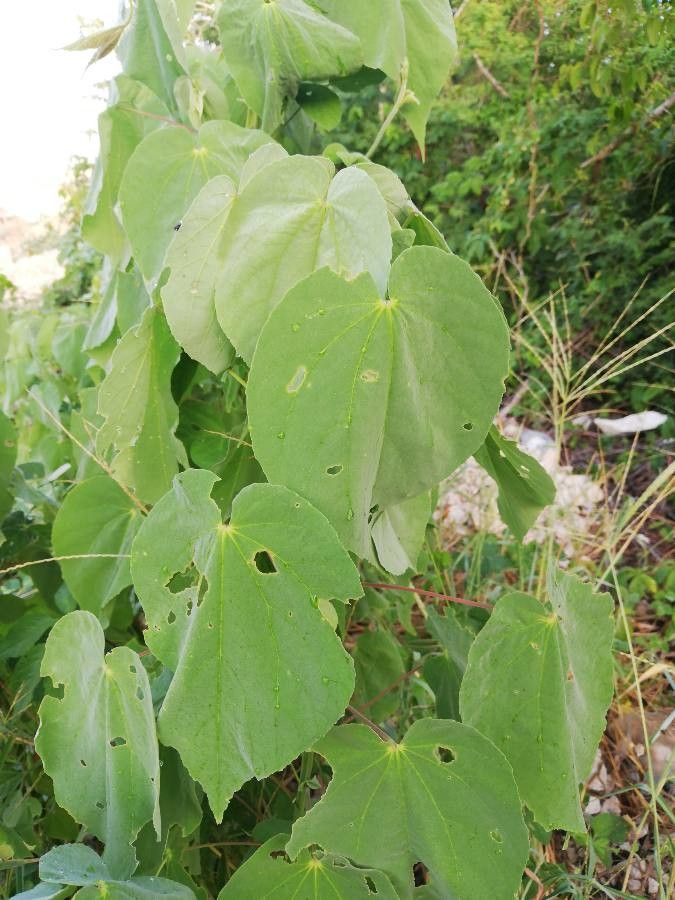 Abutilon trisulcatum leaf