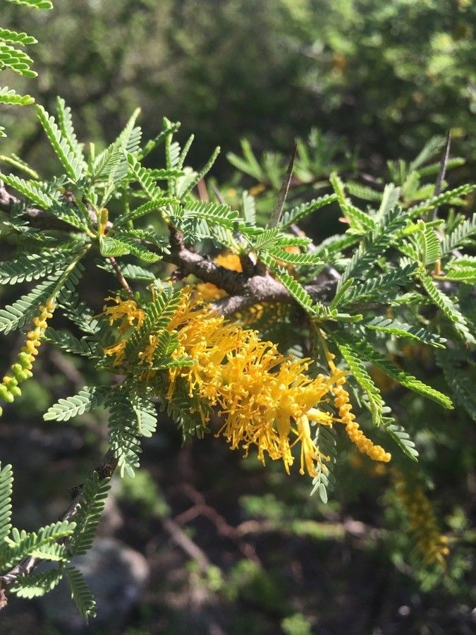 Prosopis laevigata flower