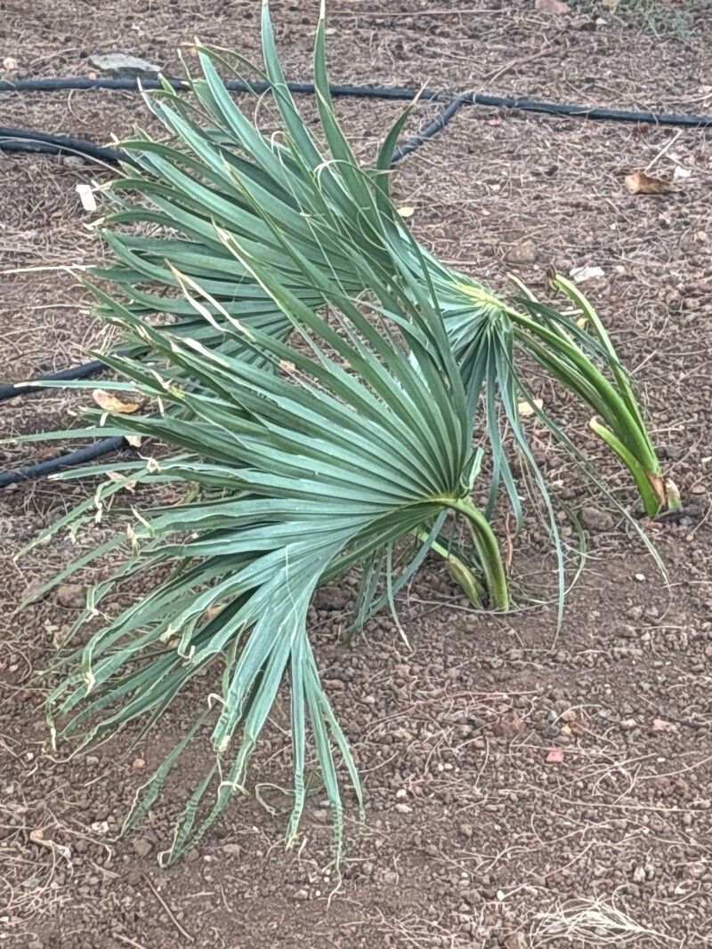 Cryosophila stauracantha — related species from the same genus