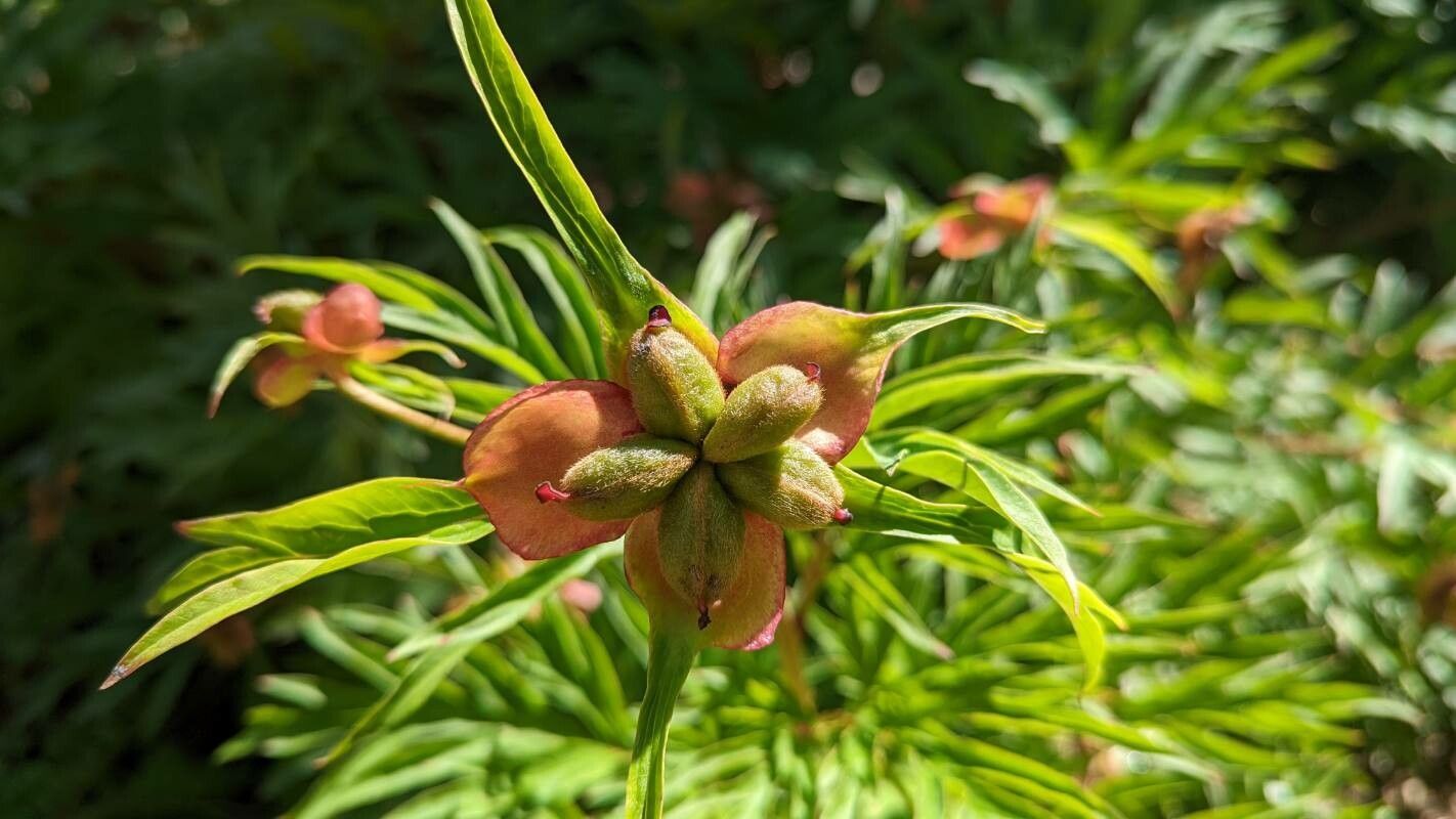Paeonia anomala fruit