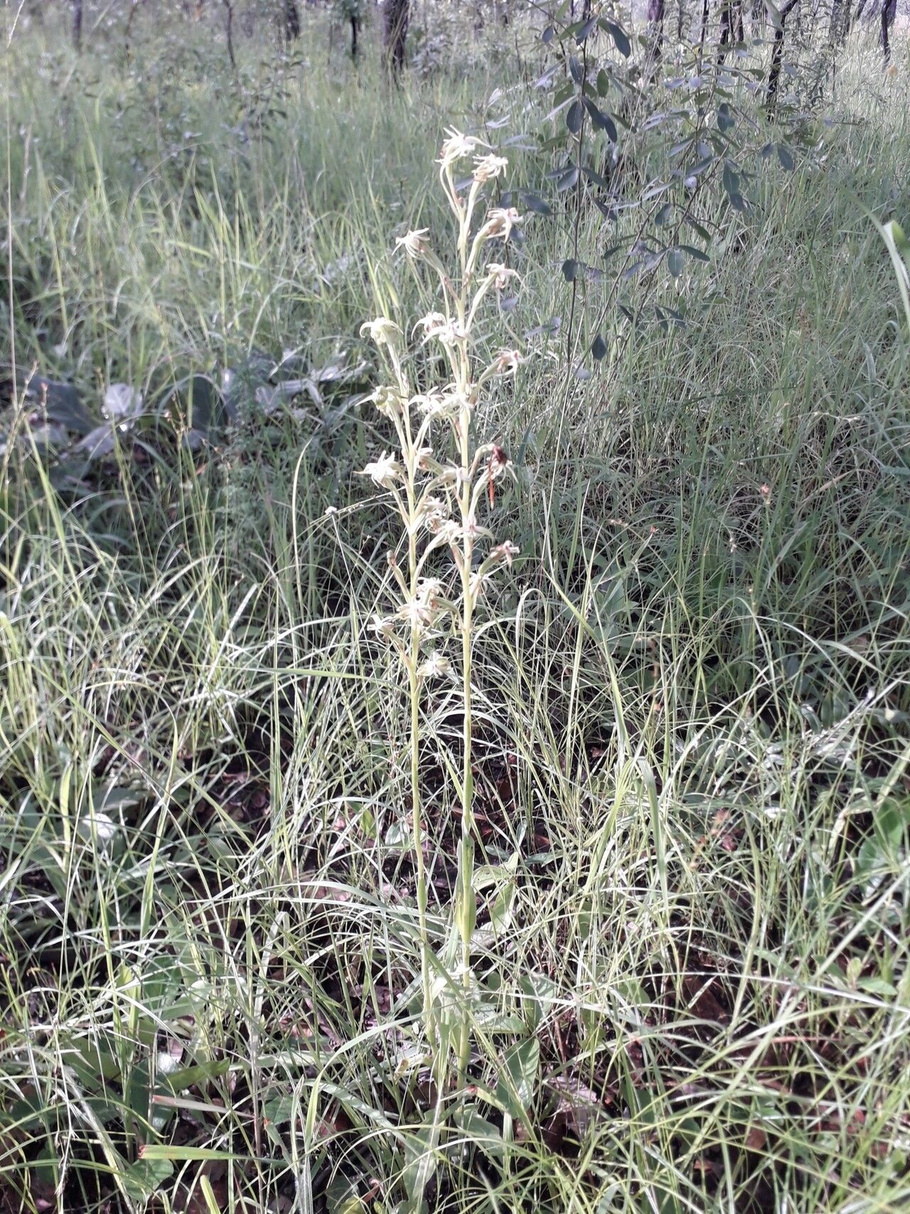Habenaria retinervis habit