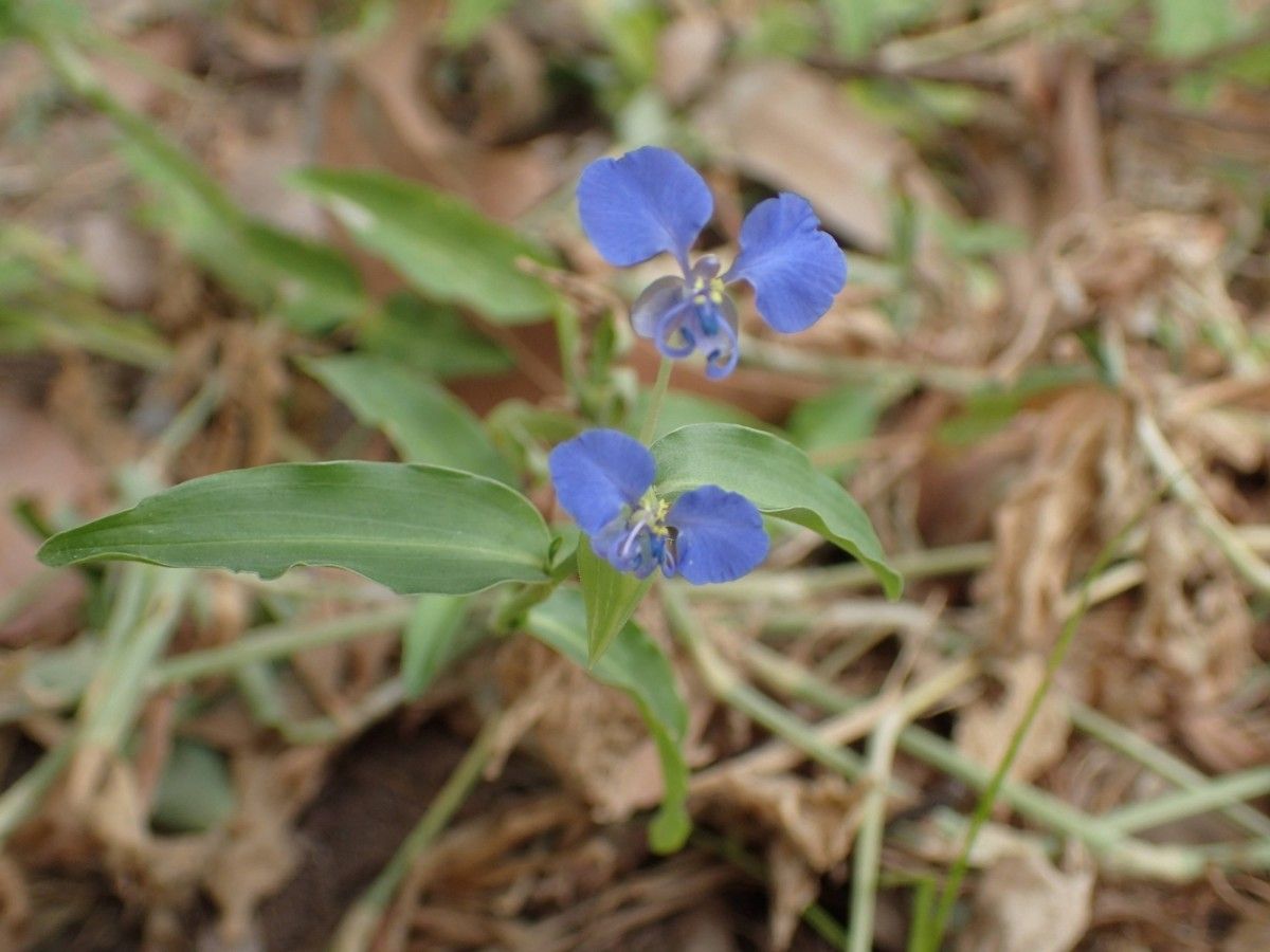 Commelina forsskaolii leaf