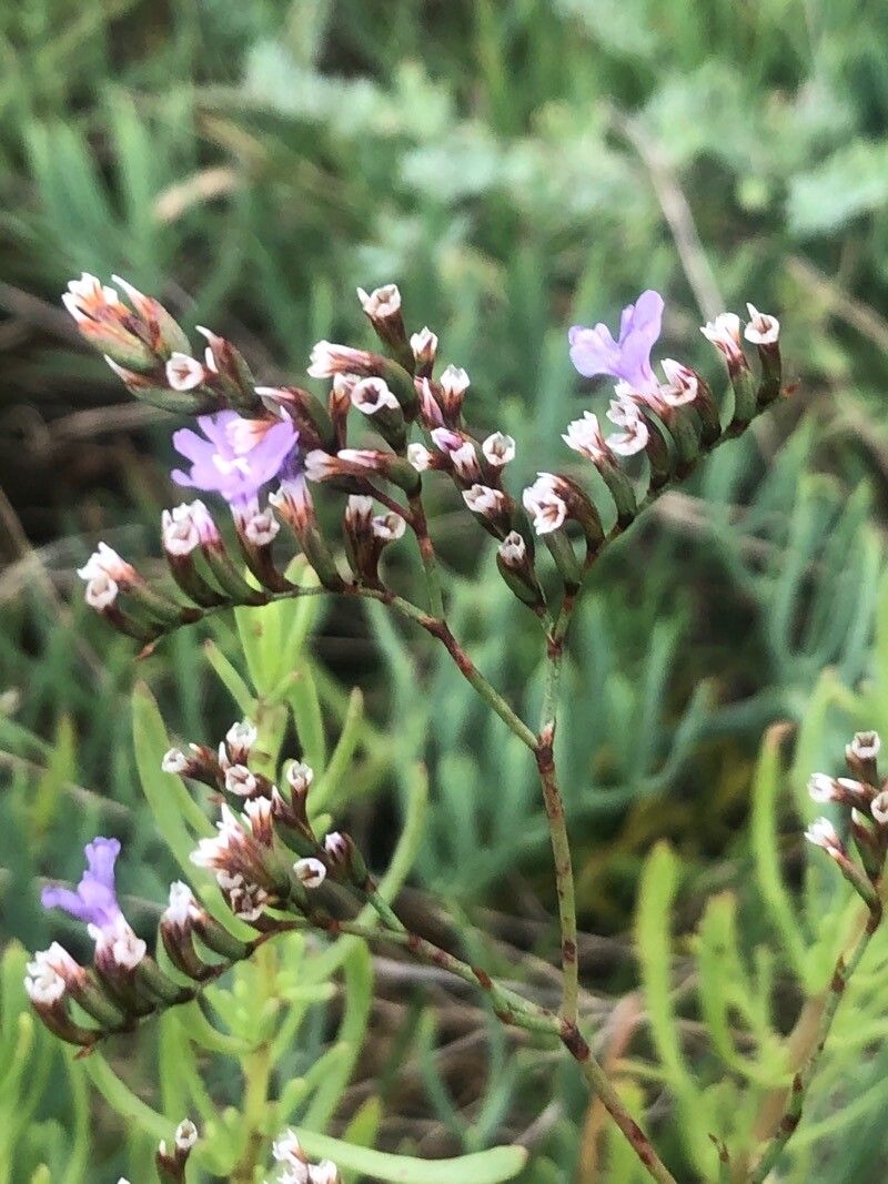 Limonium dufourii flower
