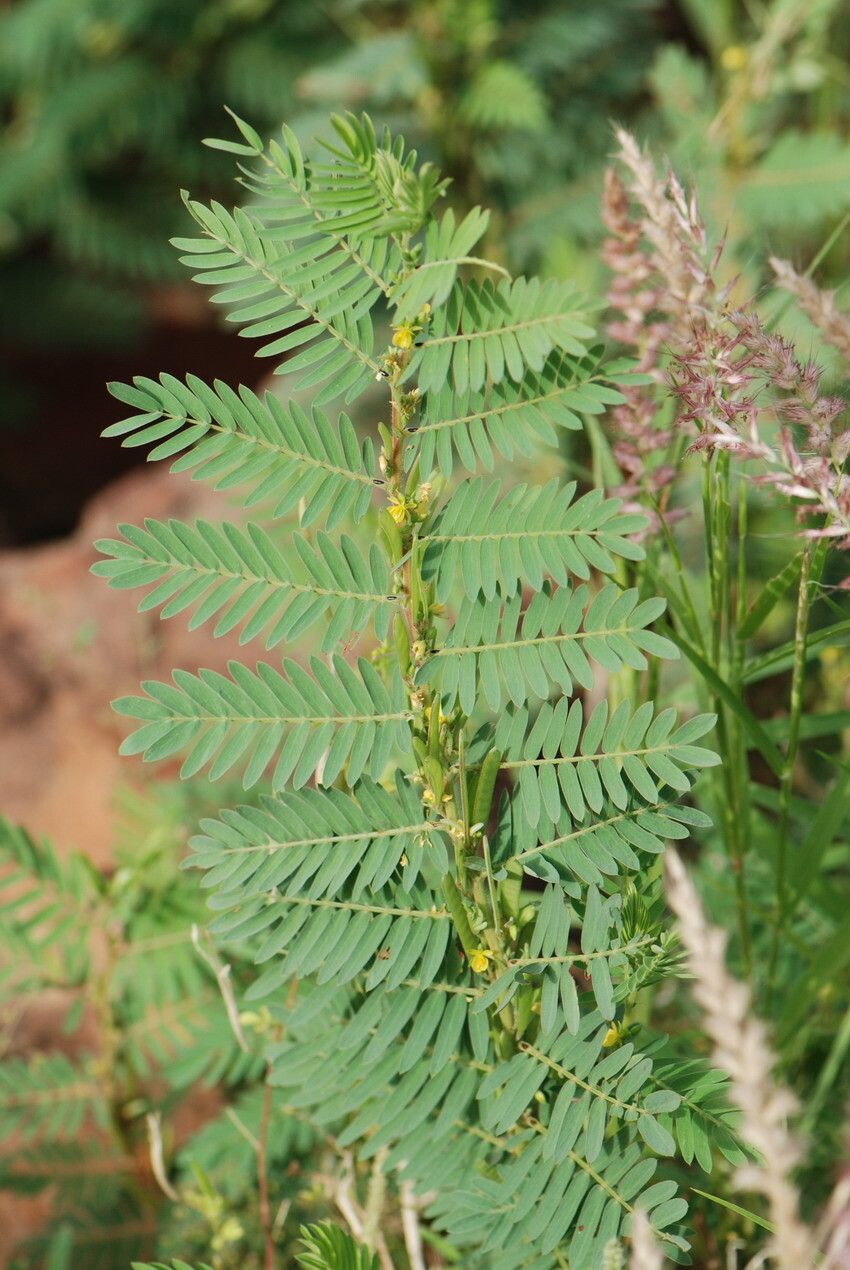 Chamaecrista nigricans leaf