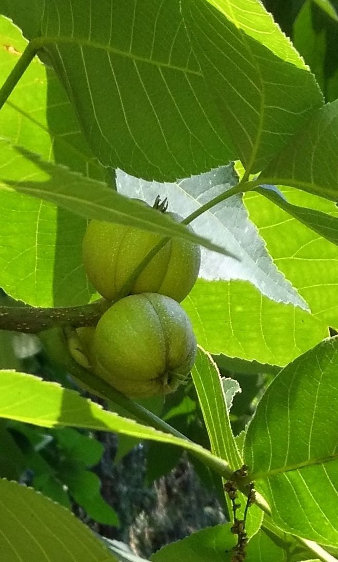 Carya alba fruit