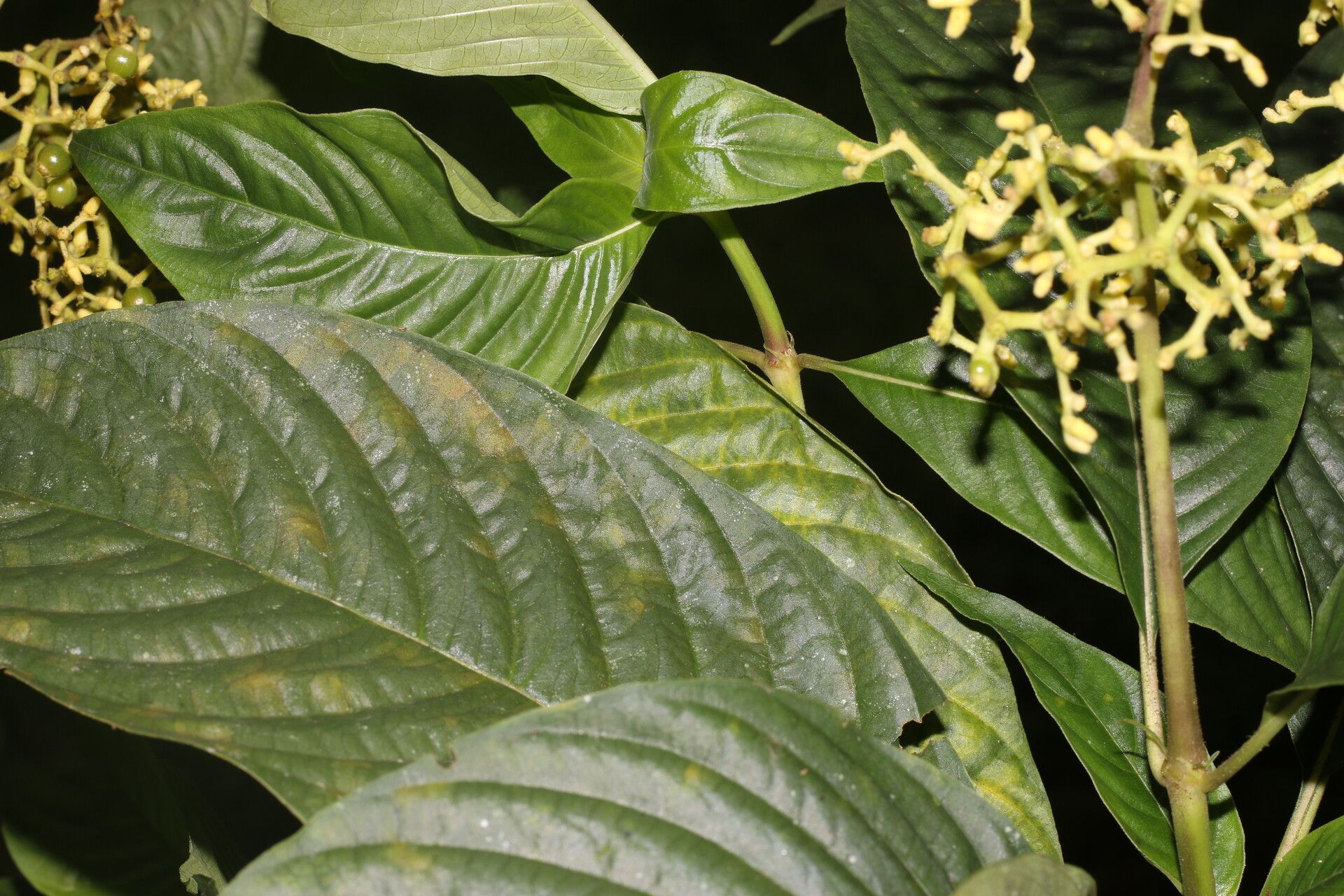 Palicourea berteroana leaf