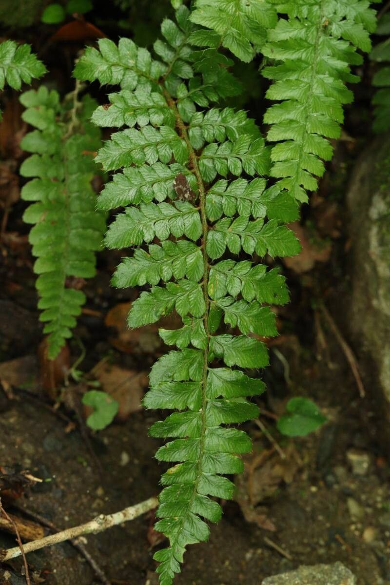 Polystichum igaense — search result for 'Polystichum'