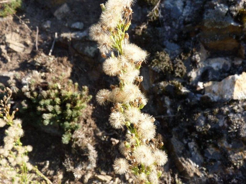 Erigeron blakei fruit