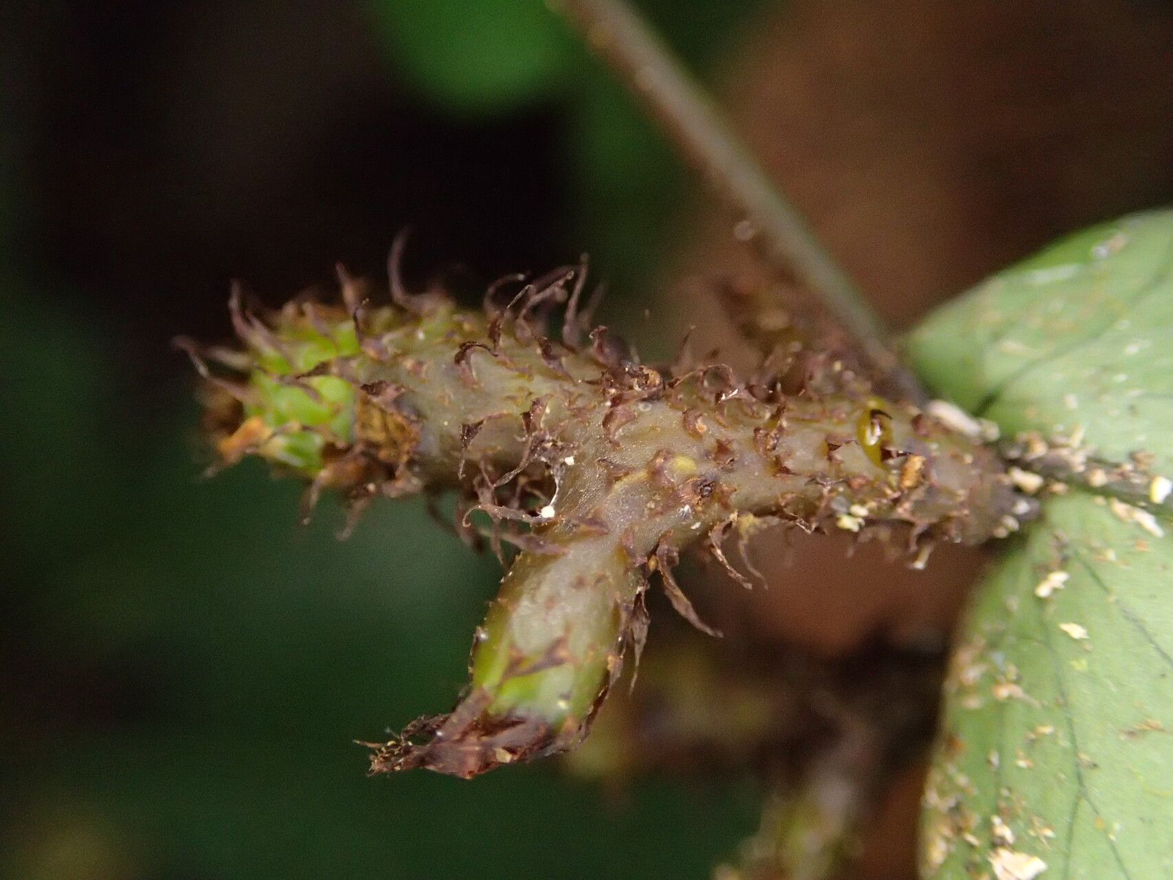 Triplophyllum buchholzii other