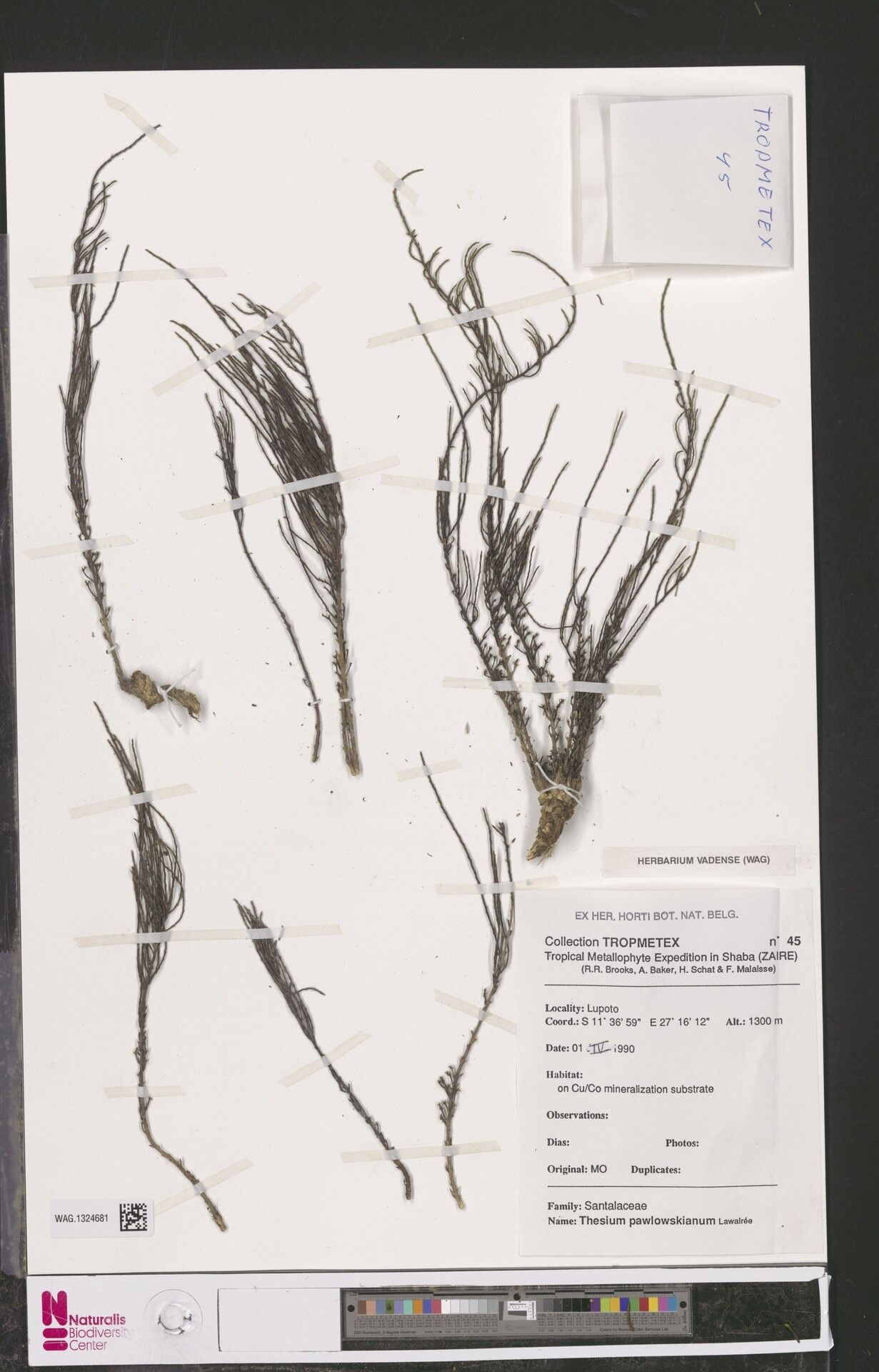 Thesium pawlowskianum — houseplant care guide