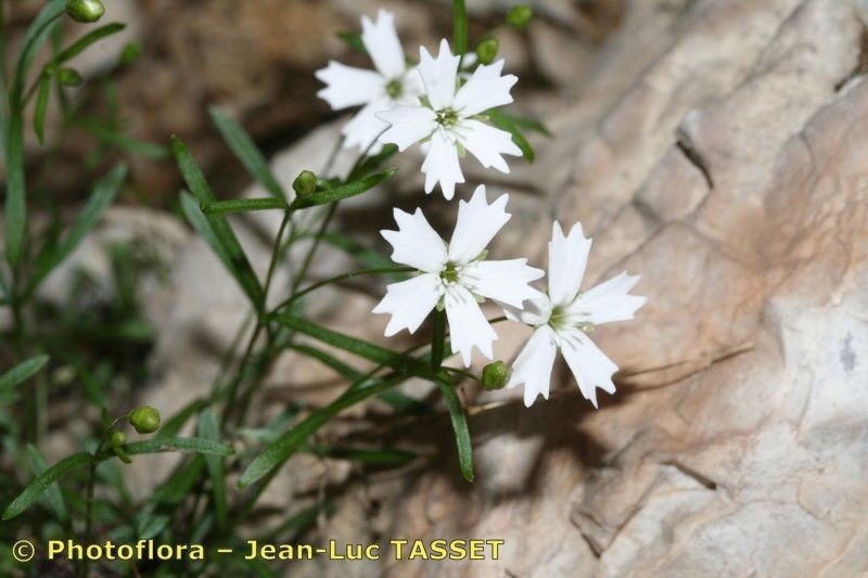 Heliosperma veselskyi flower