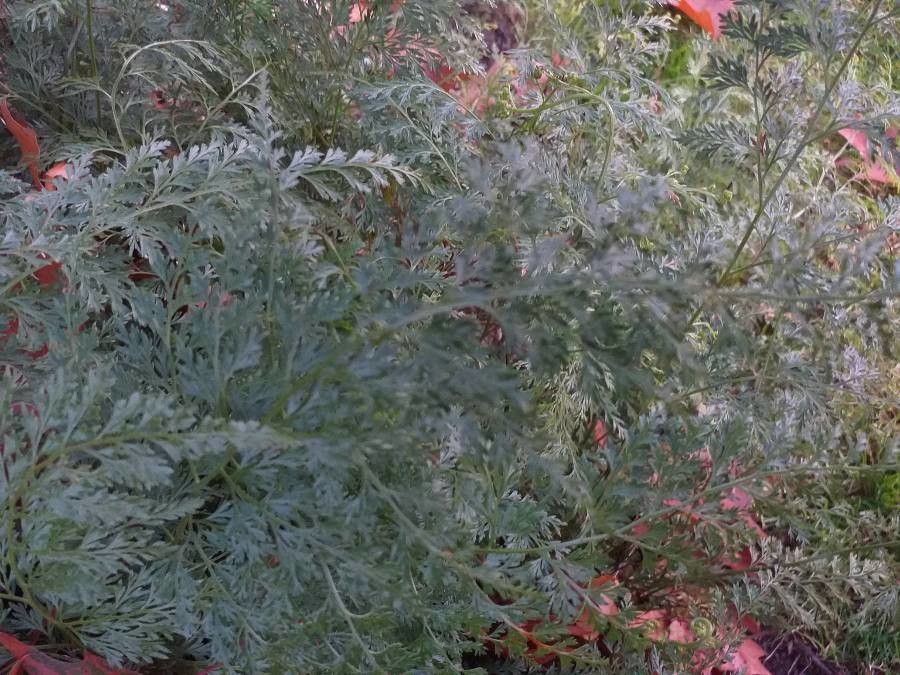 Onychium japonicum habit