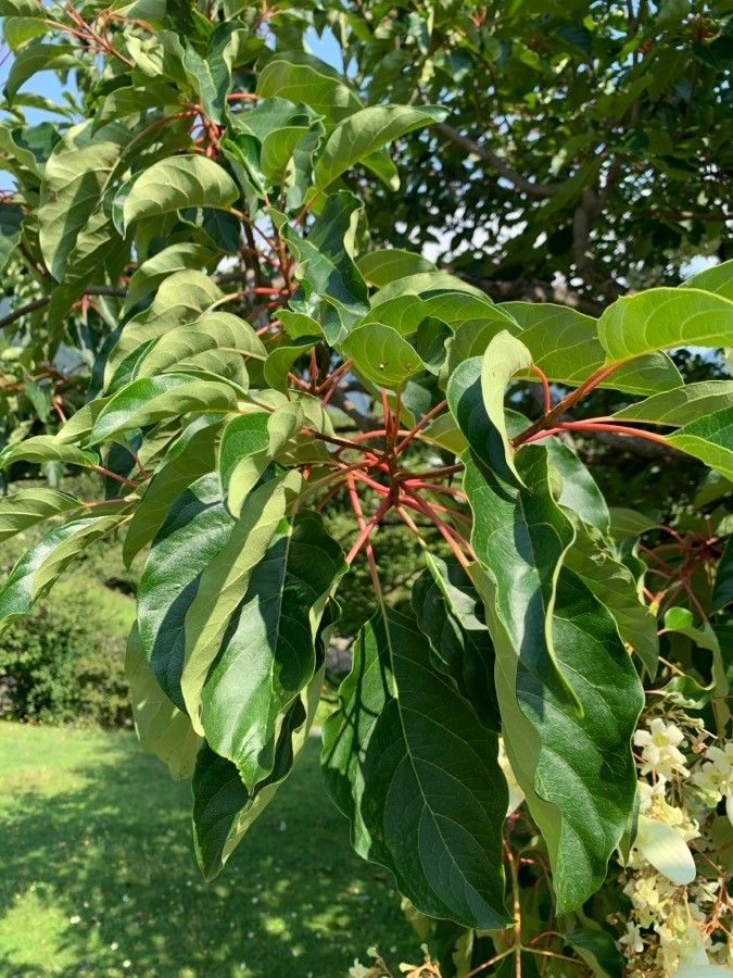 Emmenopterys henryi — search result for 'China and Vietnam'