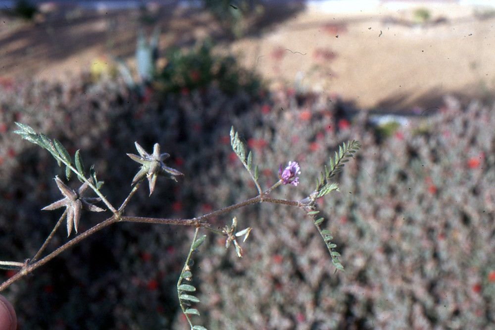 Astragalus corrugatus — houseplant care guide