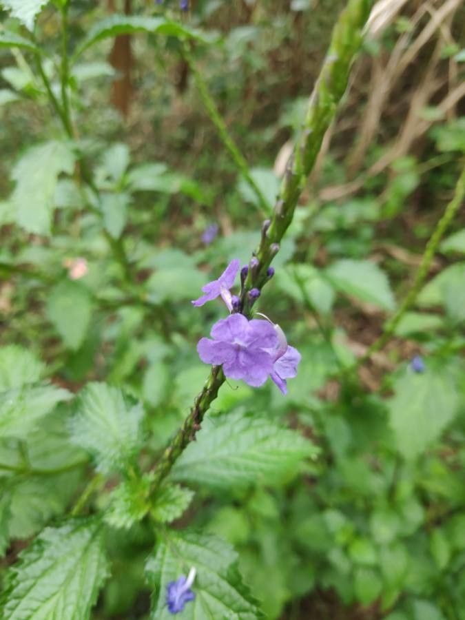 Stachytarpheta urticifolia flower