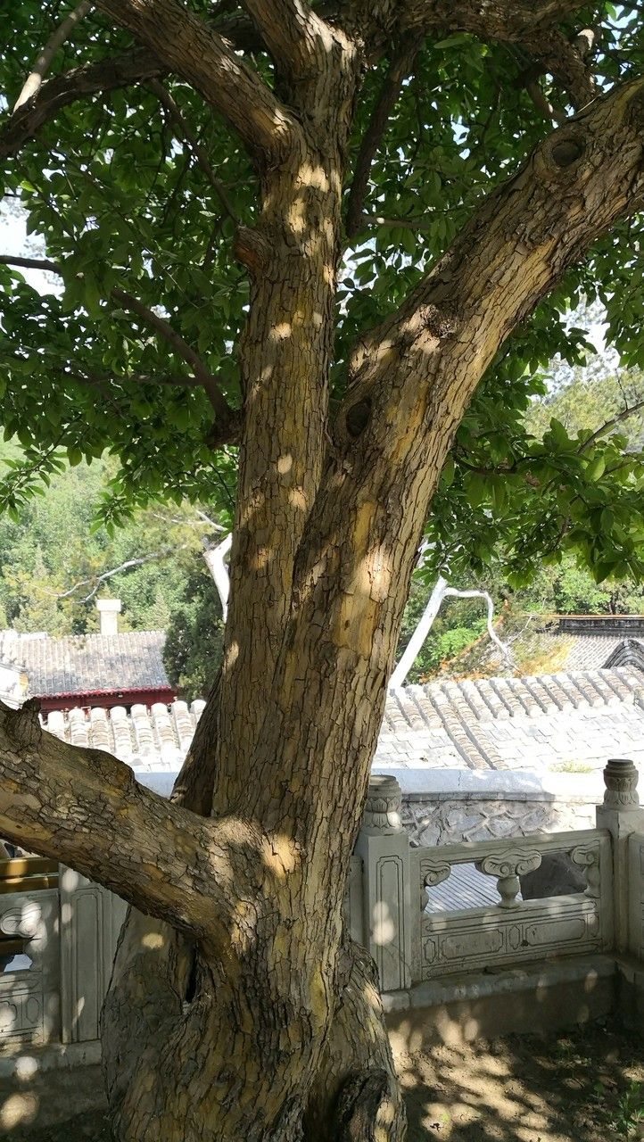 Maclura tricuspidata bark