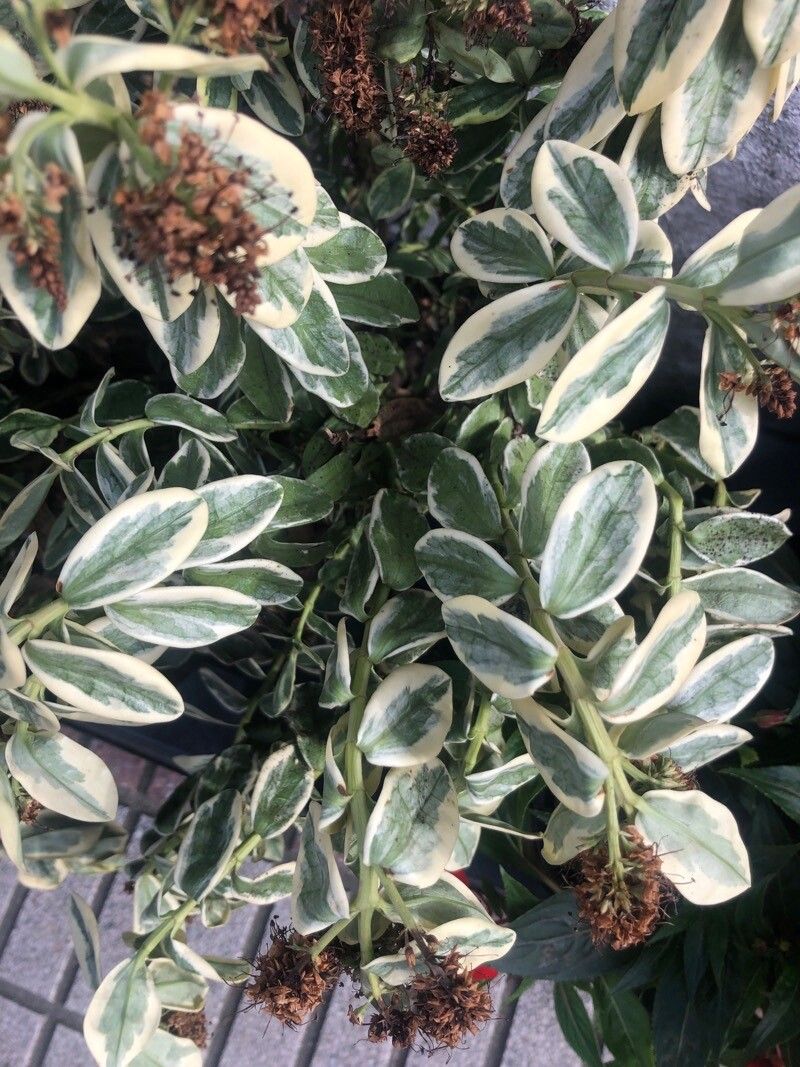 Hebe franciscana leaf