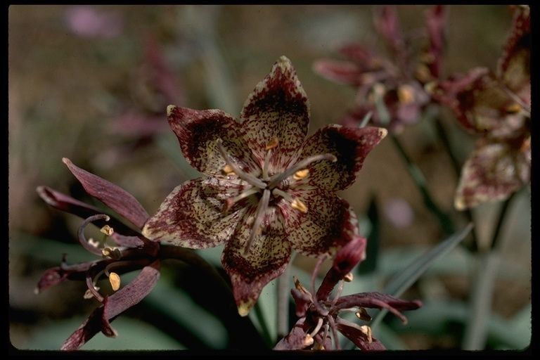 Fritillaria falcata — search result for 'Fritillaria'