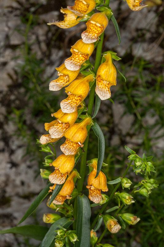 Digitalis laevigata flower