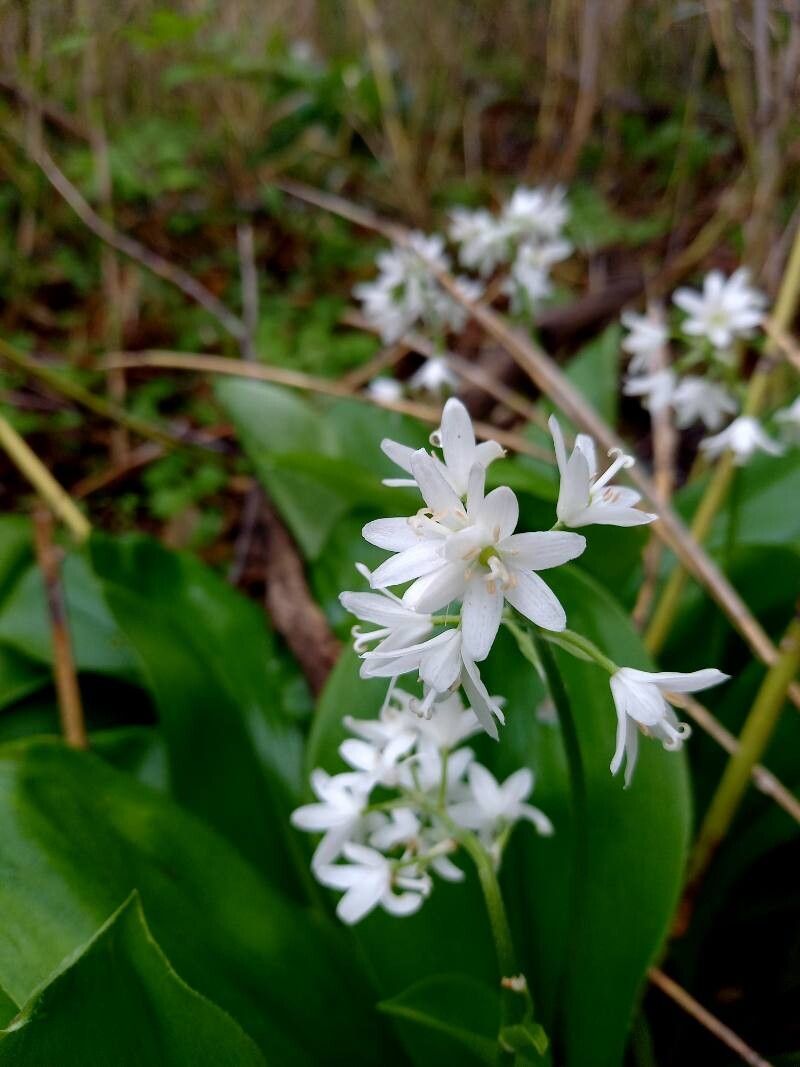 Clintonia udensis flower