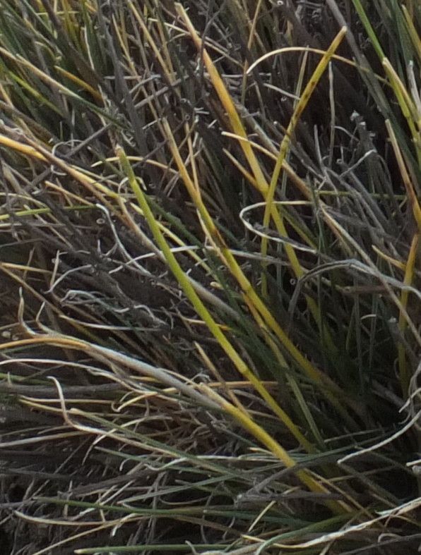 Festuca dolichophylla — search result for 'Festuca'