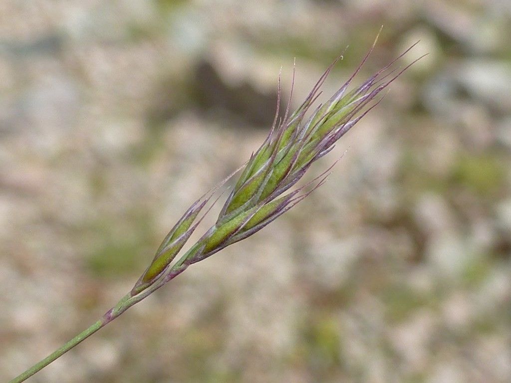 Festuca halleri flower