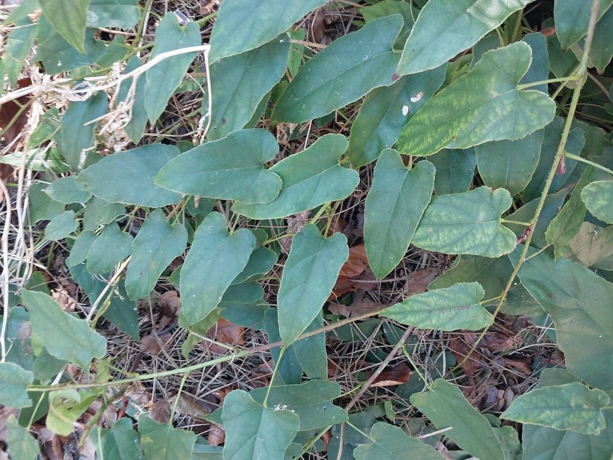 Rubus ichangensis — houseplant care guide