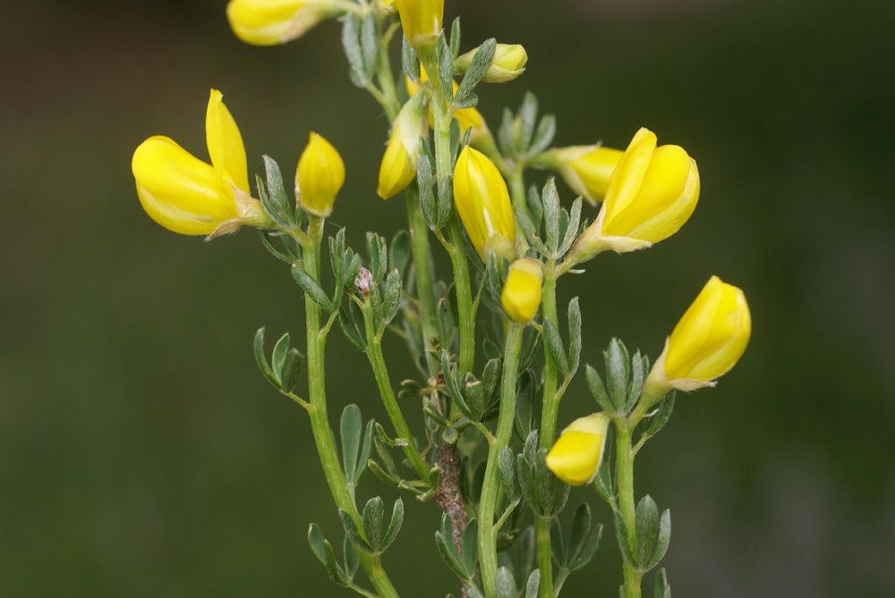 Cytisus fontanesii other