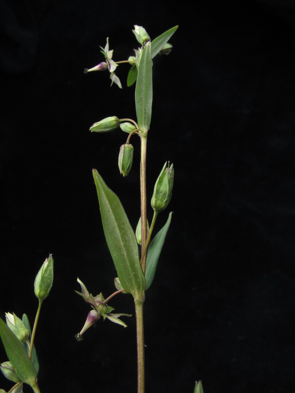 Swertia paniculata habit